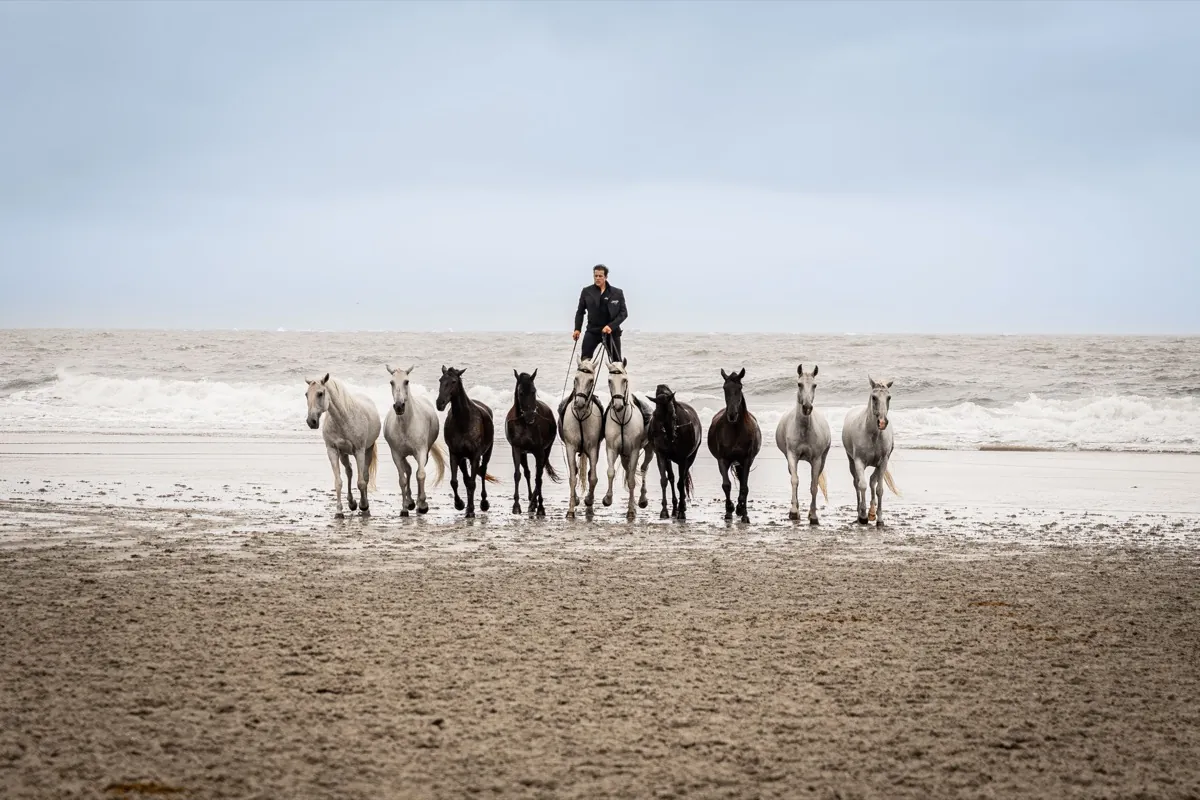 Pferdeherde läuft über den Strand